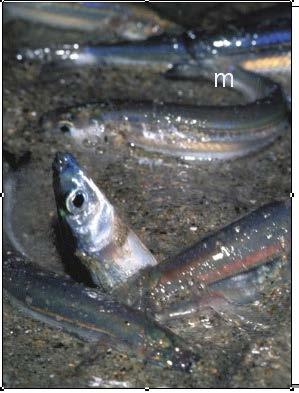 Grunion and the tides Grunion are the only fish that come completely out of