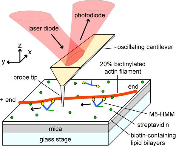 Supplementary Figure 1 Schematic of assay system for HS-AFM imaging (not scaled). A mica surface was fully covered with biotin-containing lipid bilayers.