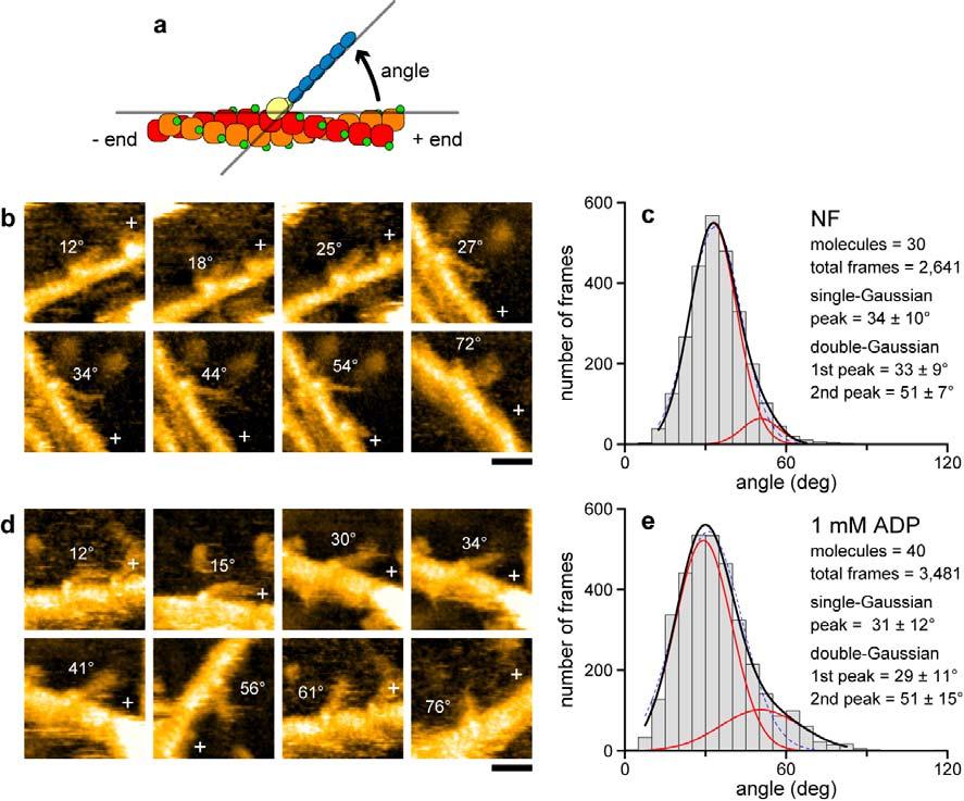Supplementary Figure 4 Angle distributions of single-headed M5 bound to actin. The single-headed M5 is formed by natural unwinding of the short tail of two-head bound M5-HMM.