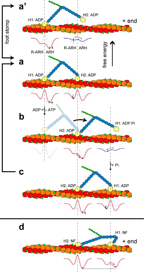 Supplementary Figure 6 Walking mechanism of myosin V highlighting the energy landscapes of actin-bound L- and T-heads.