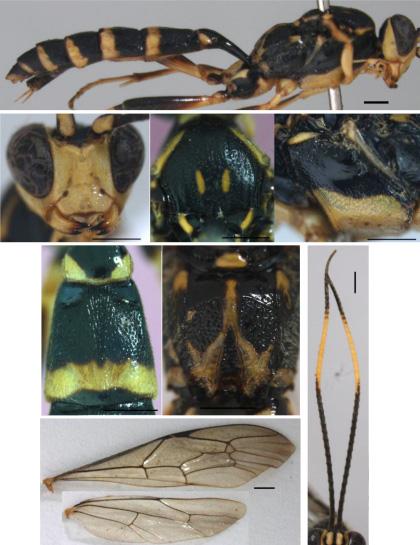 48 Serangga a b c d e f h g Figure 1. Cratojoppa maculata. a. habitus (lateral); b. head (anterior); c. mesonotum (dorsal); d. mesopleurum; e. post-petiole & tergite I; f.