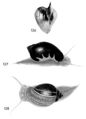 130 REVISTA DE BIOLOGÍA TROPICAL Fig. 126. Haitia elegans, p. 129, type species of Haitia. Lake Miragoane, Haiti; copied from Clench (1936). Figs.