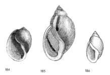 INTERNATIONAL JOURNAL OF TROPICAL BIOLOGY AND CONSERVATION 185 Fig. 184. Physella globosa, p. 185. Tennessee, Greene County: mouth of Nolichucky River. Copied from Haldeman (1840-1845, Physa pl.