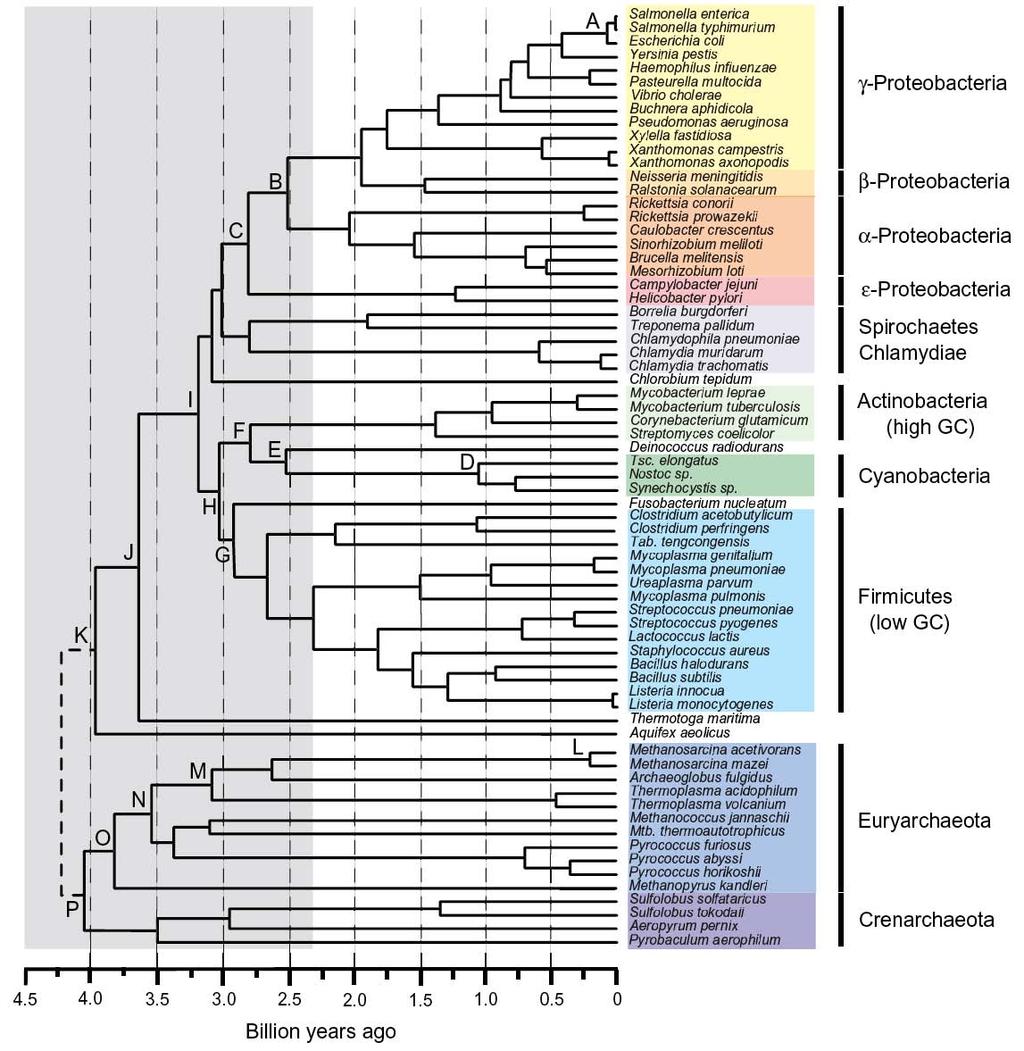 Phylogenetic tree and prokaryotes evolution Anaerobic conditions What does Phylogenetic tree teaches us about evolution of prokaryotes?