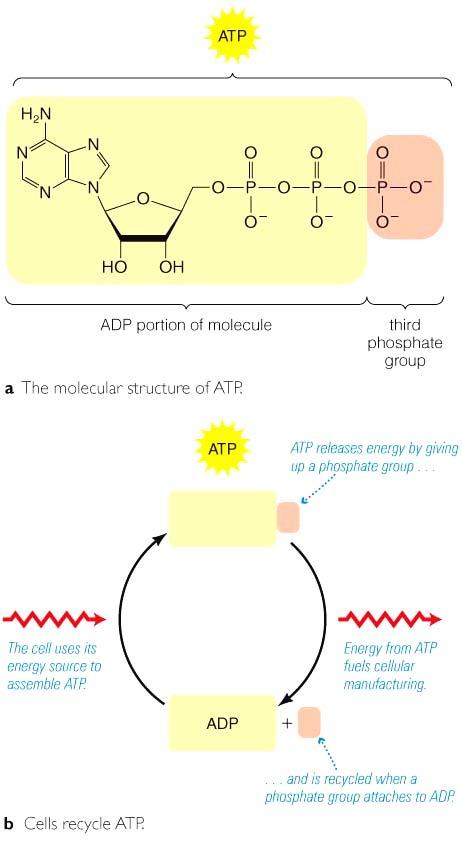 The role of ATP All living cells use the molecule adenosine triphosphate (ATP) to store and release energy for biochemical processes.