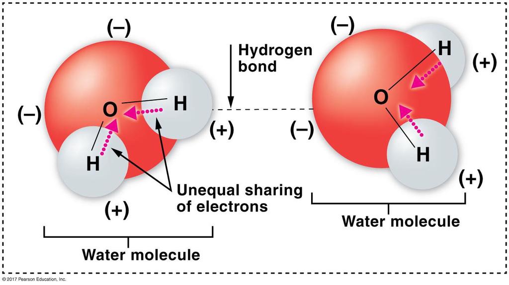 Atoms are held together by chemical bonds: Other Bonds D. Other Bonds 1. Hydrogen bonds c.