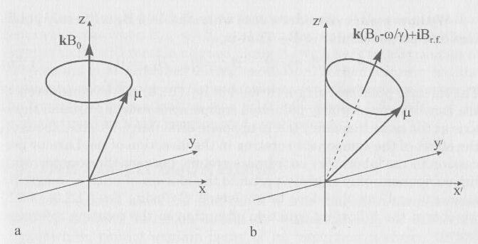 Figure 1: (a) Precession of the magnetic moment µ about B 0 in the laboratory coordinate system; (b) precession of µ about the effective magnetic field k(b 0 w/γ) + ib rf in the rotating coordinate