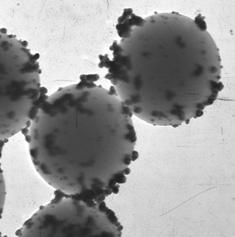 At an APS concentration of 14 mm, though aggregates of Au nanoparticles were also obtained between the PSt spheres, Au nanoparticles with sizes of 10-33 nm were deposited on the PSt surfaces, which