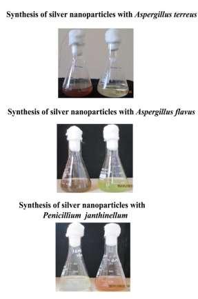 ANTIBACTERIAL ACTIVITY OF SILVER NANOPARTICLES: Biosynthesis of silver nanoparticles was studied for antibacterial activity against pathogenic bacteria (clinical isolates) using agar well diffusion