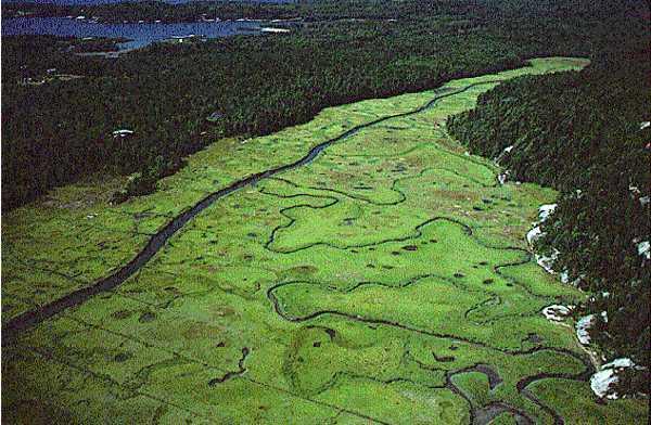 Coastal wetlands Coastal wetlands means all tidal and subtidal lands; all areas with vegetation present that is tolerant of salt water and occurs primarily in salt water or estuarine habitat; and any