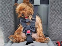 Nancy the dog has a good owner. What would happen to Nancy if not strapped in and the car brakes were rapidly applied?