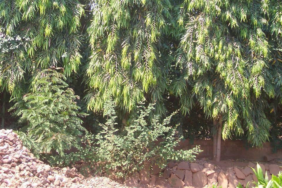 phosphate-treated Ashok bark