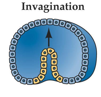 Cell Movements Invagination Ingression infolding region