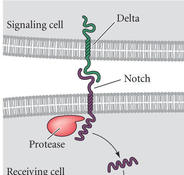 Secondary Mesenchyme Specification Micromere Delta protein activates Notch pathway in adjacent veg 2 cells