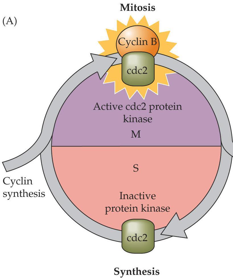 Cleavage Stage Cell Cycle MPF mitosis promoting factor: Cyclin B controls cdc2 activity cdc2 = cyclin dependent