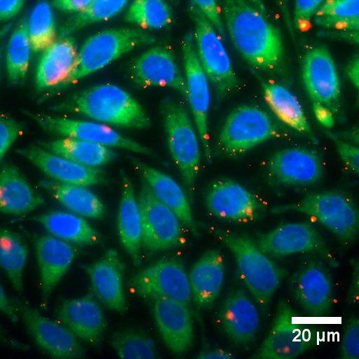 The nuclei of the cells are stained with DAPI 4, 6-diamidino-2-phenylindole and fluoresce lue, while the cytosol intracellular fluid are stained with DiBAC 4 3 is- 1,3-diutylarituric acid