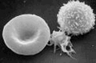 (b) The photograph shows a red blood cell and a white blood cell taken using an electron microscope.