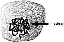 (e) At certain stages in the life of a cell thread-like structures that contain genes can be seen in the nucleus.