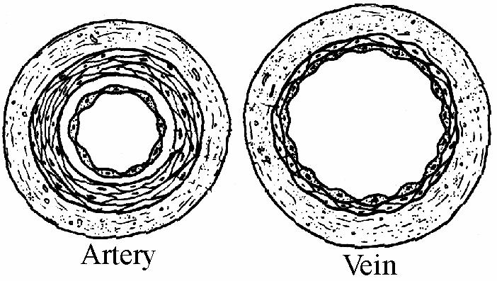Give a role that genes play in life processes. Role (f) The diagram shows cross sections of an artery and of a vein.