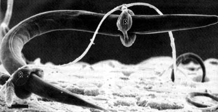 Nematoctonus hamalis captures nematodes by adhesive knobs of different shapes and sizes Other fungus animal symbioses predatory fungi What makes