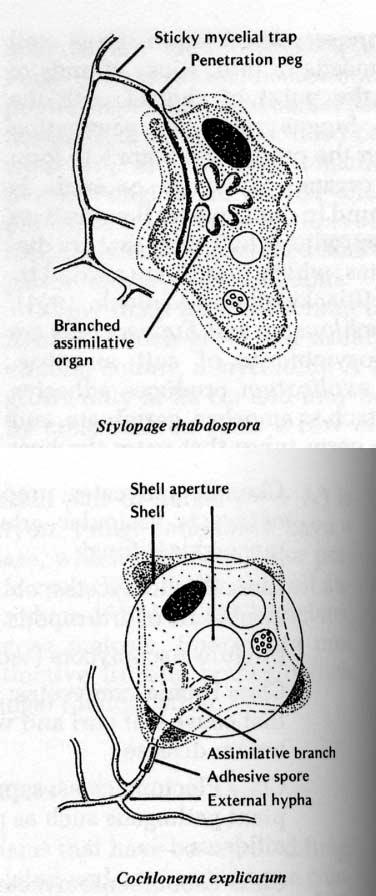 Parasites and pathogens of protozoa (amoebas) There are a few zygomycetous taxa that parasitize amoeba.