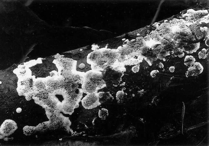 Mutualisms among fungi are poorly known and usually refer to one fungus having to process substrate first before it can be utilized by another.