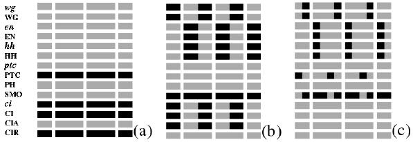 Boolean Modeling of Genetic Regulatory Networks 473 Fig. 10. Segment polarity gene expression patterns predicted for gene mutations. (a) Pattern with no segmentation.