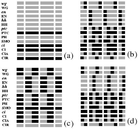 Boolean Modeling of Genetic Regulatory Networks 475 Fig. 12. Various stable patterns of the segment polarity genes. (a) Steady state with no segmentation. (b) Wild-type type expression pattern.