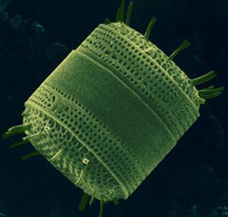 Stramenopila: Diatoms Olive-brown or yellow Xanthophylls & carotenoids Freshwater & marine Distinctive