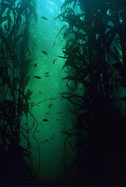 Stramenopila: Brown algae Carotenoids; xanthophylls Why do so many marine photosynthesizers use auxiliary pigments? Marine, multicellular.