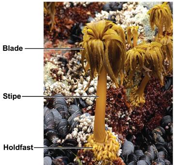 Stramenopila: Brown algae Truly multicellular thallus, independently derived separate tissue specialization: Holdfast: rootlike anchor