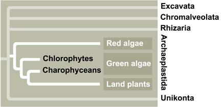 Archaeplastids (the non-plant ones)