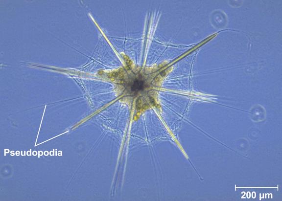 Rhizaria: Radiolaria ray feet or axopodia: numerous slender pseudopodia reinforced by microtubules.
