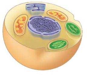The Origin of Eukaryotes How to make a Eukaryote Eukaryotic cell: true nucleus, cytoplasmic organelles Membrane-enclosed structures with
