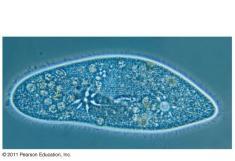 Compatible mates Diploid micronucleus Haploid micronucleus Micronucleus Macronucleus Food vacuoles (a) Feeding, waste