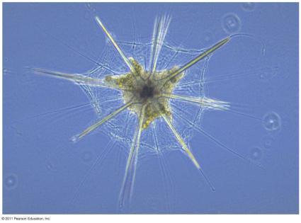made of silica Radiolarians use their pseudopodia to engulf microorganisms through phagocytosis The pseudopodia of radiolarians radiate from the central body 18 Forams Pseudopodia Foraminiferans, or