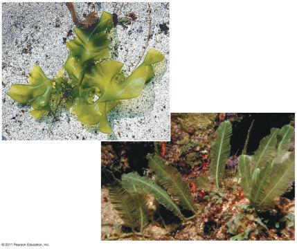 Figure 28.21 2 cm (a) Ulva, or sea lettuce Larger size and greater complexity evolved in chlorophytes by 1.