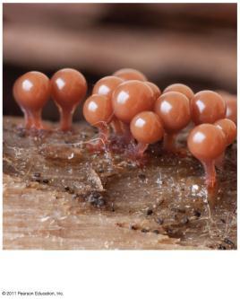24c 4 cm 1 mm At one point in the life cycle, plasmodial slime molds form a mass called a plasmodium (not to be confused with malarial Plasmodium) The plasmodium is not