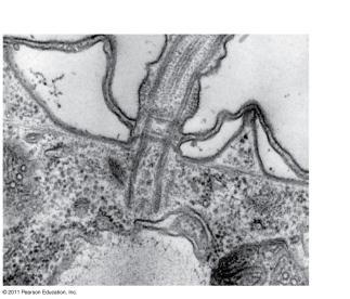 alveoli is unknown The alveolates include Dinoflagellates Apicomplexans Ciliates Figure 28.8 Figure 28.