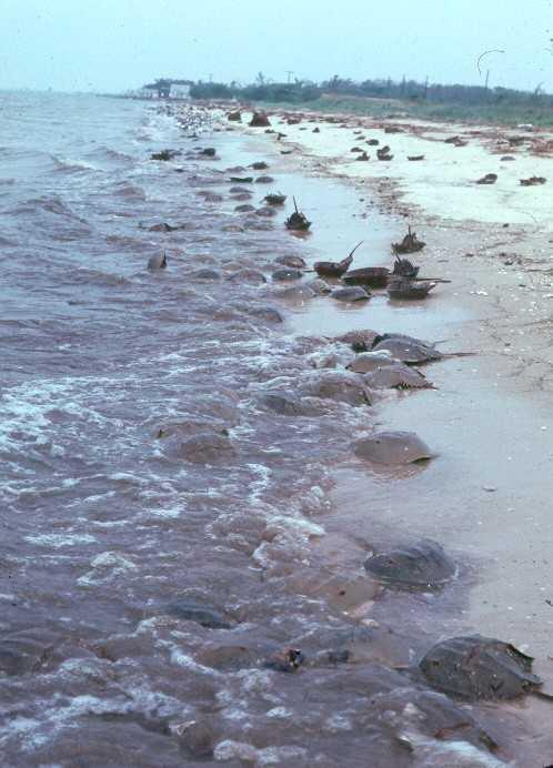 Long ago, before humans developed the coastline, beaches migrated landward during times