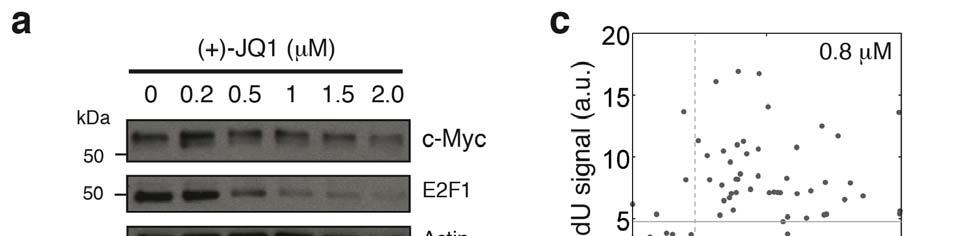 Supplementary Figure 7. Control of commitment into cell cycle entry by Myc. (a) Validation of (+)-JQ1 effect on endogenous c-myc and E2F1 level under different concentrations.