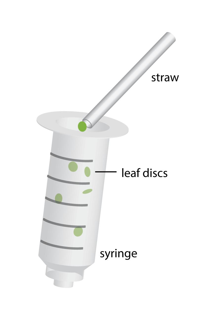 4. Replace the plunger, being careful not to crush the leaf disks. 5. Draw 8 ml (or cc) of the baking soda/detergent solution into the syringe. 6.