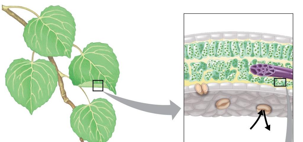 structural organization of these cells allows for the chemical reactions of photosynthesis Chloroplasts: The Sites of hotosynthesis in lants Leaves are the major locations of photosynthesis Their