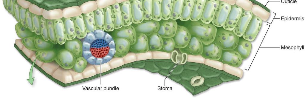 membrane 1 m 14 What is the stomata Chlorophyll a is found in the: 1.