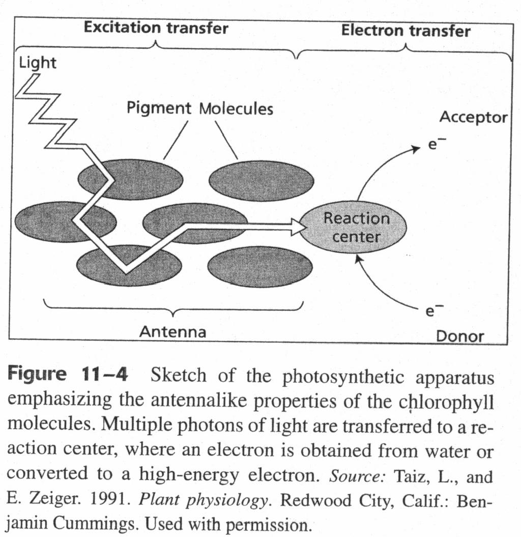 Multiple photons are received by multiple chlorophyll molecules and shunted to a reaction center where the electrons from