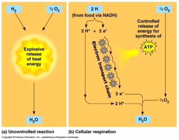 3. Electron transport system. One way to describe this process is to imagine that the electrons in NADH are passed down a cascade of stairs, with energy being released at each step.