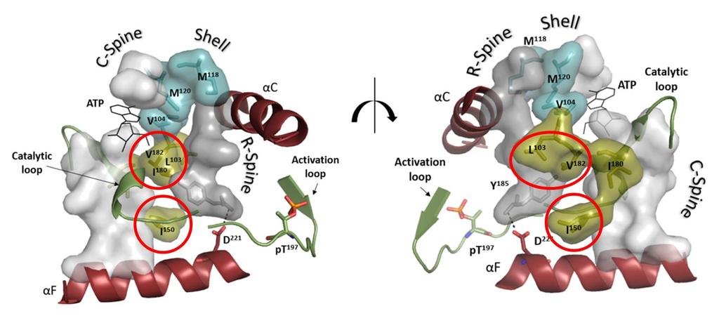 fig. S13. Bridging residues connect the R-spine and C-spine at the PKA hydrophobic core.