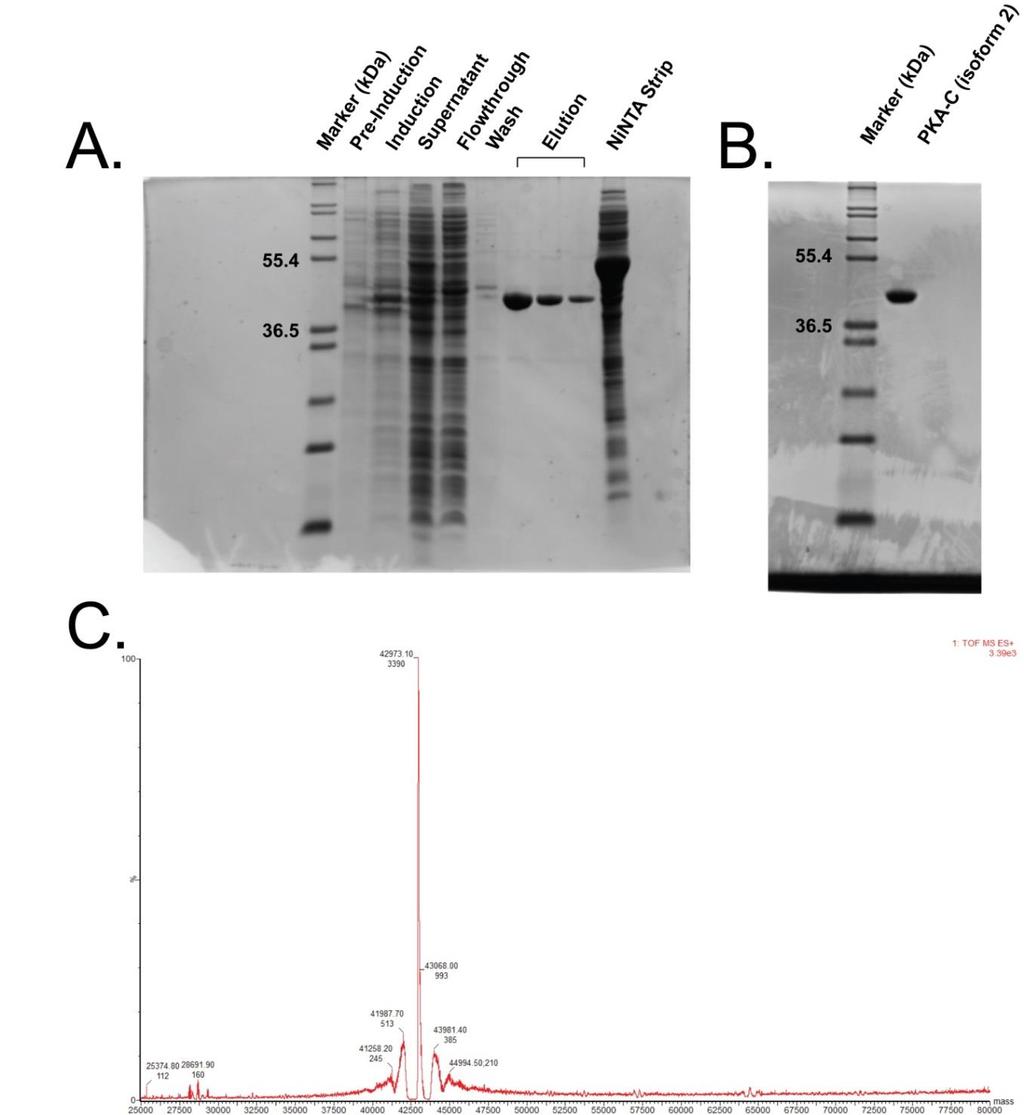 fig. S16. Expression and purification of recombinant 2 H, 15 N, 13 CH3-ILV, and PKA-C from E. coli bacteria.