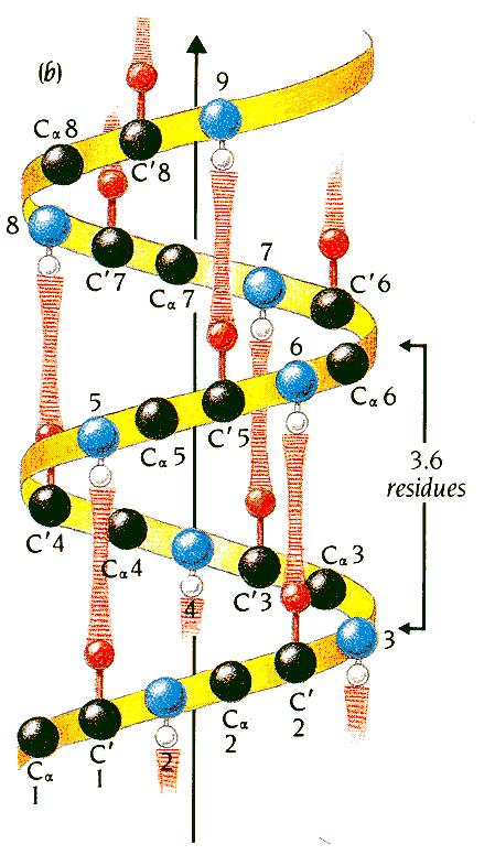 Properties of the alpha helix φ ψ 60 Hydrogen bonds between C=O of residue n, and NH of