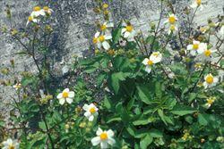 white 'petals', is mainly found in central and